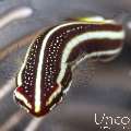 Twoline Clingfish (Lepadichthys lineatus), photo taken in Indonesia, Bali, Tulamben, Big Tree