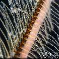 Eggs, photo taken in Indonesia, Bali, Tulamben, Big Tree