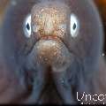 White eyed moray (Gymnothorax thyrsoideus), photo taken in Indonesia, Bali, Tulamben, Big Tree