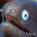 White eyed moray (Gymnothorax thyrsoideus), photo taken in Indonesia, Bali, Tulamben, Big Tree