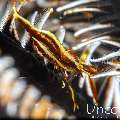 Ambon crinoid shrimp (Laomenes amboniensis), photo taken in Indonesia, Bali, Tulamben, Big Tree