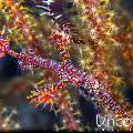 Ornate Ghost Pipefish (Solenostomus paradoxus), photo taken in Indonesia, Bali, Tulamben, Big Tree