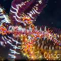 Ornate Ghost Pipefish (Solenostomus paradoxus), photo taken in Indonesia, Bali, Tulamben, Big Tree