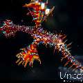 Ornate Ghost Pipefish (Solenostomus paradoxus), photo taken in Indonesia, Bali, Tulamben, Big Tree