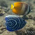 Emperor Angelfish (Pomacanthus imperator), photo taken in Indonesia, Bali, Tulamben, Big Tree