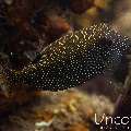 Whitespotted boxfish (Ostracion meleagris), photo taken in Indonesia, Bali, Tulamben, Big Tree