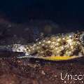 Longhorn Cowfish (Lactoria cornuta), photo taken in Indonesia, Bali, Tulamben, Melasti