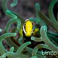 , photo taken in Indonesia, Bali, Tulamben, Melasti