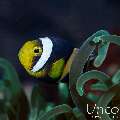 , photo taken in Indonesia, Bali, Tulamben, Melasti