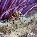 Harlequin Swimmer Crab (Lissocarcinus laevis), photo taken in Indonesia, Bali, Tulamben, Melasti