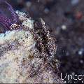 , photo taken in Indonesia, Bali, Tulamben, Melasti