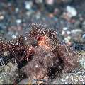 , photo taken in Indonesia, Bali, Tulamben, Melasti