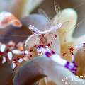Yellow Spotted Anemone Shrimp (Ancylomenes luteomaculatus), photo taken in Indonesia, Bali, Tulamben, Melasti