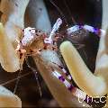 Yellow Spotted Anemone Shrimp (Ancylomenes luteomaculatus), photo taken in Indonesia, Bali, Tulamben, Melasti