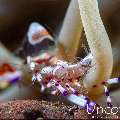 Yellow Spotted Anemone Shrimp (Ancylomenes luteomaculatus), photo taken in Indonesia, Bali, Tulamben, Melasti