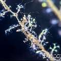 , photo taken in Indonesia, Bali, Tulamben, Melasti