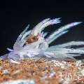 Nudibranch, photo taken in Indonesia, Bali, Tulamben, Melasti