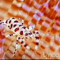 Coleman’s shrimp (Periclimenes colemani), photo taken in Indonesia, Bali, Tulamben, Melasti