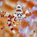 Coleman’s shrimp (Periclimenes colemani), photo taken in Indonesia, Bali, Tulamben, Melasti