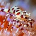 Coleman’s shrimp (Periclimenes colemani), photo taken in Indonesia, Bali, Tulamben, Melasti