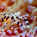 Coleman’s shrimp (Periclimenes colemani), photo taken in Indonesia, Bali, Tulamben, Melasti