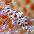 Coleman’s shrimp (Periclimenes colemani), photo taken in Indonesia, Bali, Tulamben, Melasti
