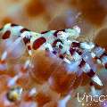 Coleman’s shrimp (Periclimenes colemani), photo taken in Indonesia, Bali, Tulamben, Melasti