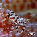 Coleman’s shrimp (Periclimenes colemani), photo taken in Indonesia, Bali, Tulamben, Melasti