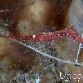Ocellated tozeuma shrimp (Tozeuma lanceolatum), photo taken in Indonesia, Bali, Tulamben, Melasti