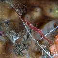 Ocellated tozeuma shrimp (Tozeuma lanceolatum), photo taken in Indonesia, Bali, Tulamben, Melasti