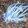 Nudibranch, photo taken in Indonesia, Bali, Tulamben, Melasti