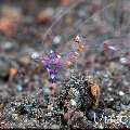 , photo taken in Indonesia, Bali, Tulamben, Melasti