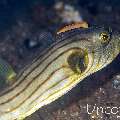 Striped Puffer (Arothron manilensis), photo taken in Indonesia, Bali, Tulamben, Melasti