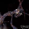 Red-Stripe Skeleton Shrimp (Protella similis), photo taken in Indonesia, Bali, Tulamben, Melasti
