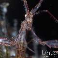 Red-Stripe Skeleton Shrimp (Protella similis), photo taken in Indonesia, Bali, Tulamben, Melasti
