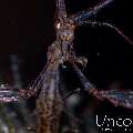 Red-Stripe Skeleton Shrimp (Protella similis), photo taken in Indonesia, Bali, Tulamben, Melasti