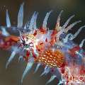 Ornate Ghost Pipefish (Solenostomus paradoxus), photo taken in Indonesia, Bali, Tulamben, Melasti