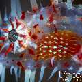 Ornate Ghost Pipefish (Solenostomus paradoxus), photo taken in Indonesia, Bali, Tulamben, Melasti