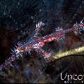 Ornate Ghost Pipefish (Solenostomus paradoxus), photo taken in Indonesia, Bali, Tulamben, Melasti