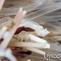 , photo taken in Indonesia, Bali, Tulamben, Melasti