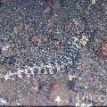 Snowflake Moray (Echidna nebulosa), photo taken in Indonesia, Bali, Tulamben, Melasti