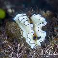 Nudibranch, photo taken in Indonesia, Bali, Tulamben, Seraya Secrets