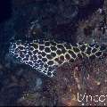 Honeycomb Moray (Gymnothorax favagineus), photo taken in Indonesia, Bali, Tulamben, Seraya Secrets