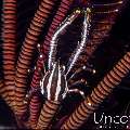 Crinoid Squatlobster (Allogalathea elegans), photo taken in Indonesia, Bali, Tulamben, Seraya Secrets