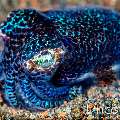 Bobtail Squid (Euprymna berryi), photo taken in Indonesia, Bali, Tulamben, Seraya Secrets
