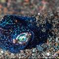 Bobtail Squid (Euprymna berryi), photo taken in Indonesia, Bali, Tulamben, Seraya Secrets