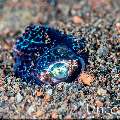 Bobtail Squid (Euprymna berryi), photo taken in Indonesia, Bali, Tulamben, Seraya Secrets