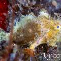 , photo taken in Indonesia, Bali, Tulamben, Seraya Secrets