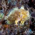, photo taken in Indonesia, Bali, Tulamben, Seraya Secrets