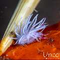 Nudibranch, photo taken in Indonesia, Bali, Tulamben, Seraya Secrets